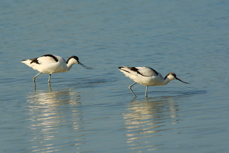 Avocetta
